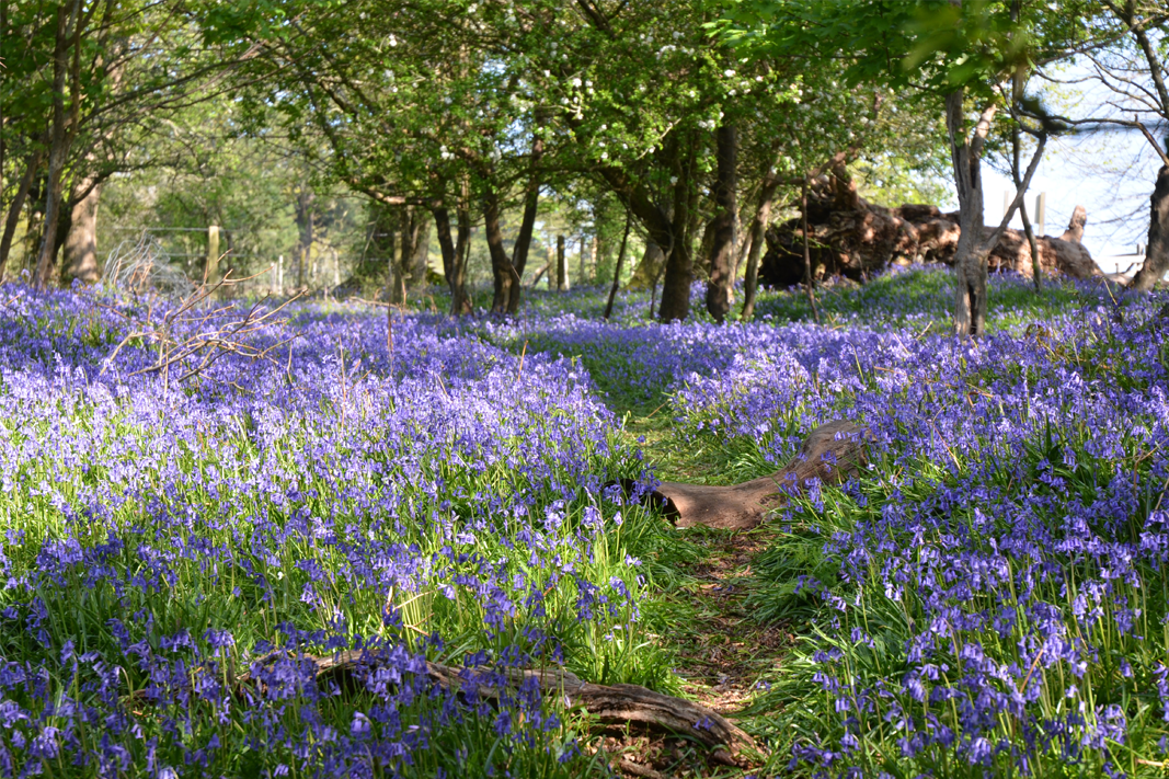 Woodland Opportunity Planning research